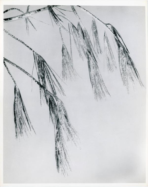 Pine Needles Covered in Ice, 1932