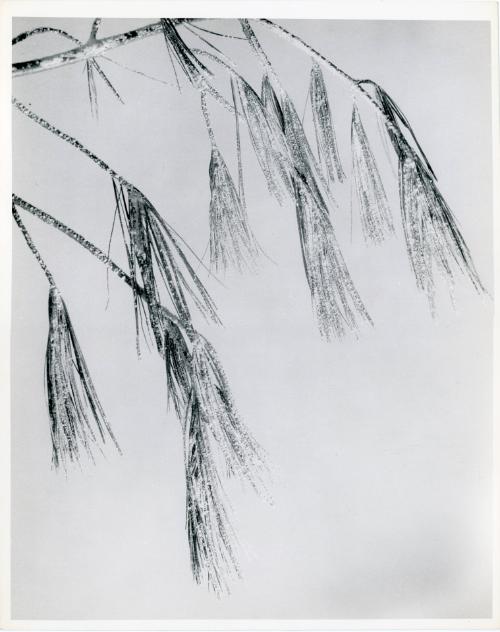 Pine Needles Covered in Ice, 1932