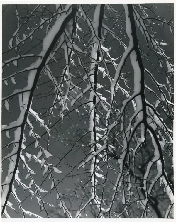 Modernist Study of Tree Branches Covered in Snow, 1951-53