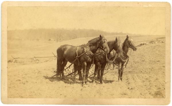 Three Horses in a Field Harnessed and Ready to Work