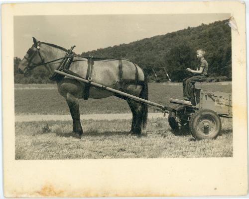 Boy on a Horse Drawn Wagon