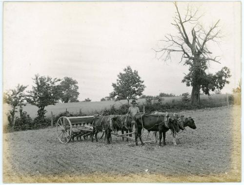 Man with Four Oxen Driven Planter