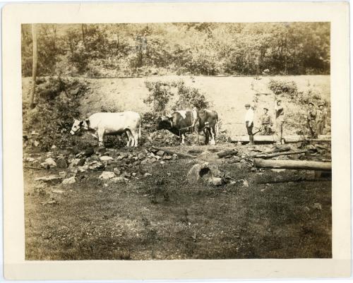 Oxen Use in Logging