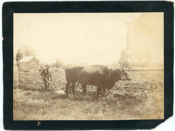 Man Plowing with Oxen Team