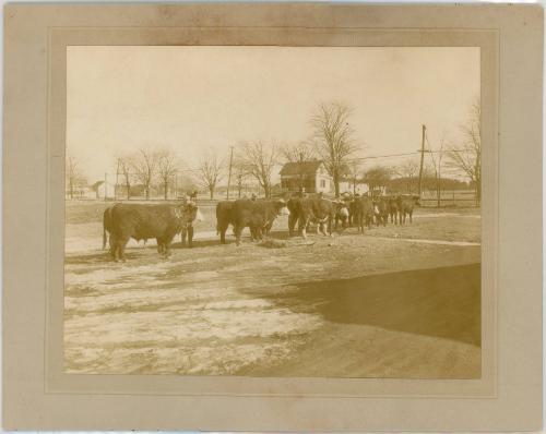 Line of Cattle