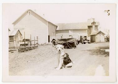 Buster at Mower Farm