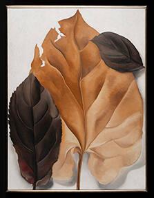 Brown and Tan Leaves