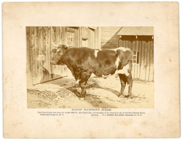 Hinds' Mammoth Steer