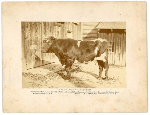 Hinds' Mammoth Steer