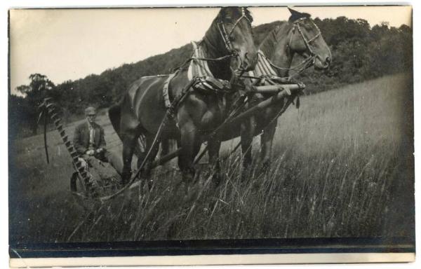 Horse Drawn Grain Cutter