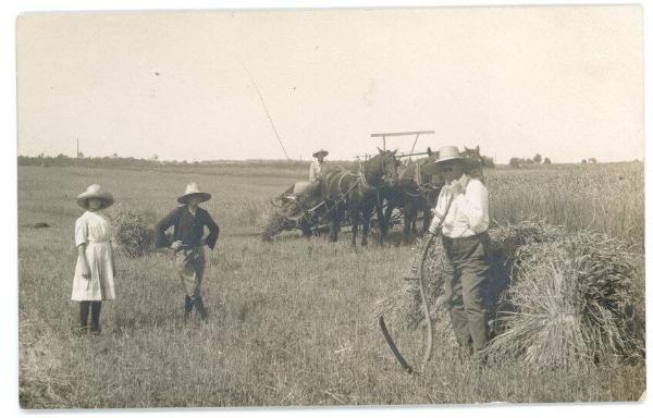 The Harvest