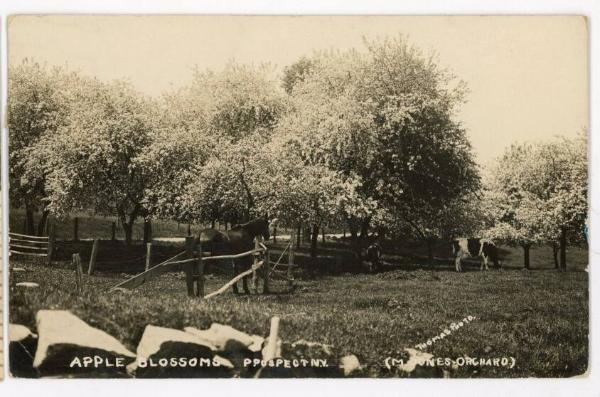 Apple Blossoms at M. Jones Orchard