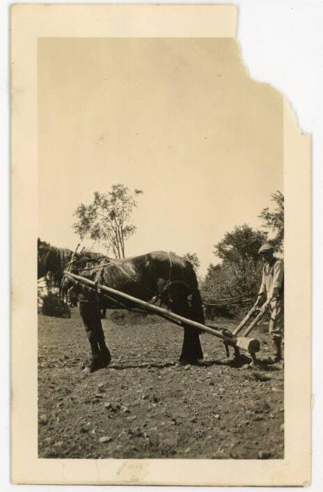 Primitive Horse Drawn, Walk Behind Cultivator