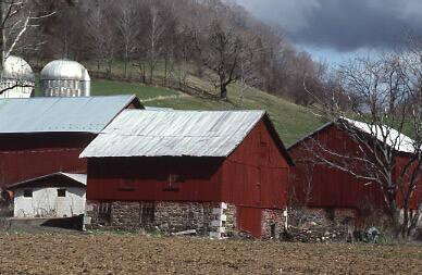 Trio of Barns