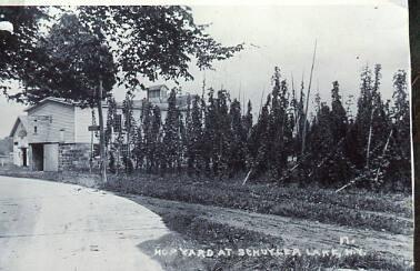 Herkimer Homestead Hop Yard