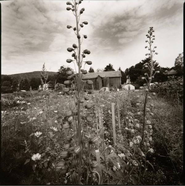 Delphiniums