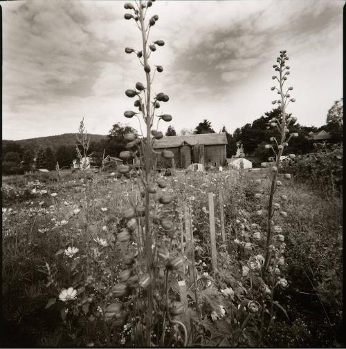 Delphiniums