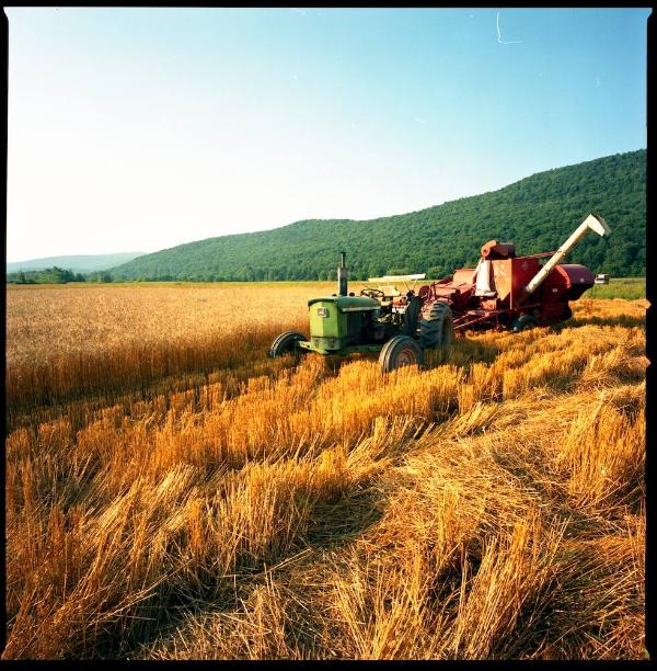 Wheat Field with Tractor
