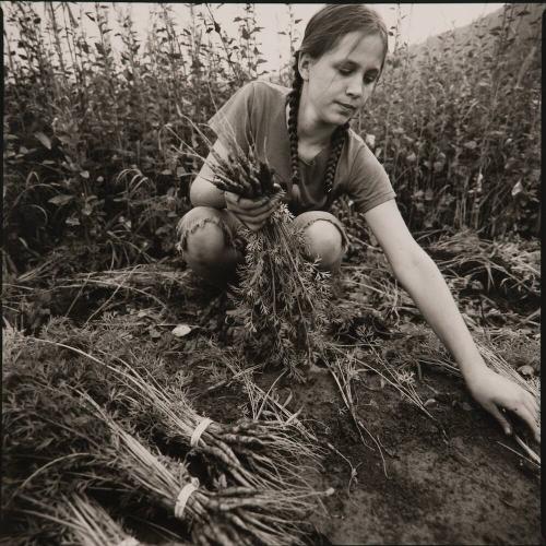 Bunching Carrots