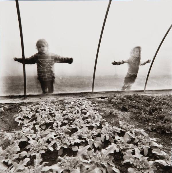 Looking in the Greenhouse