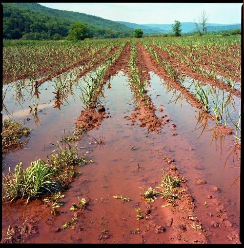 Garlic in a Flooded Field