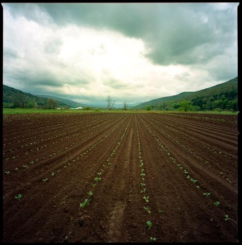 Early Plants