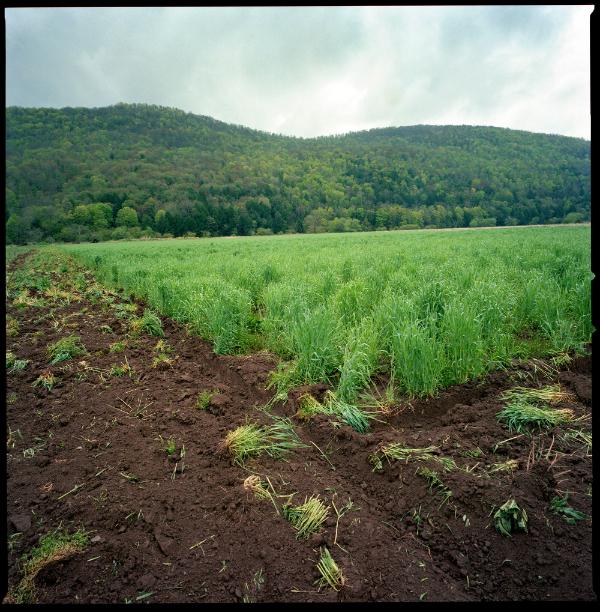 Cover Crop