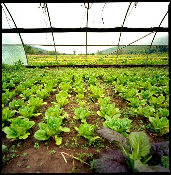 View from Inside the Greenhouse