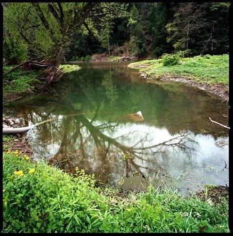 Irrigation Pond