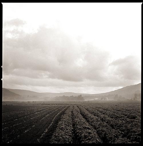 Morning Field in Mist