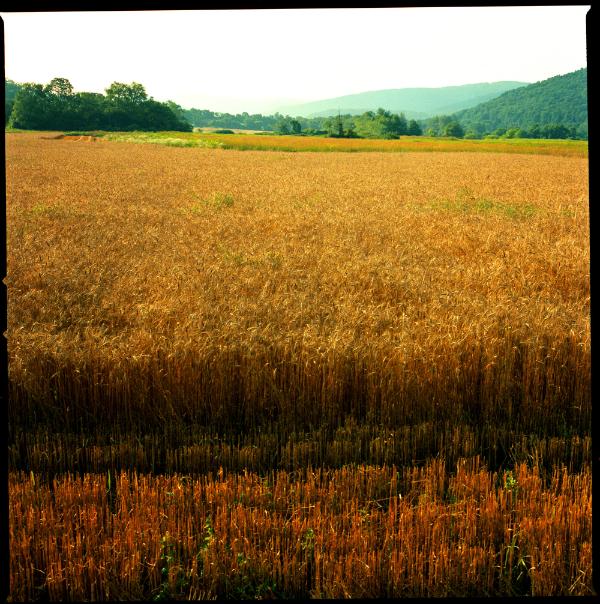 Wheat Field