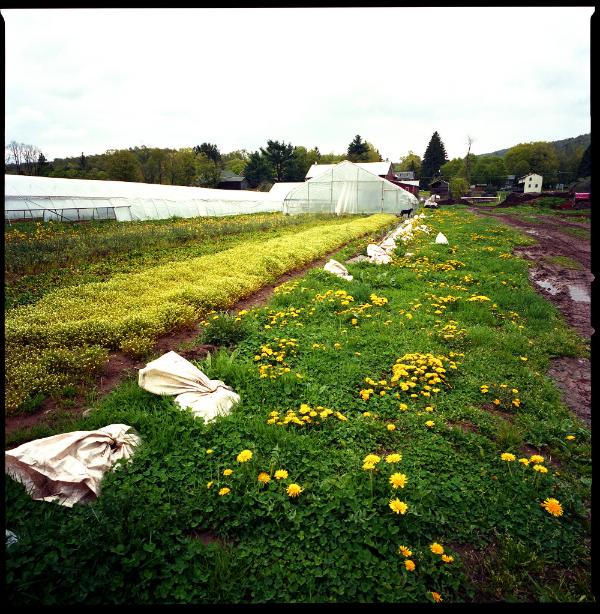 Dandelions