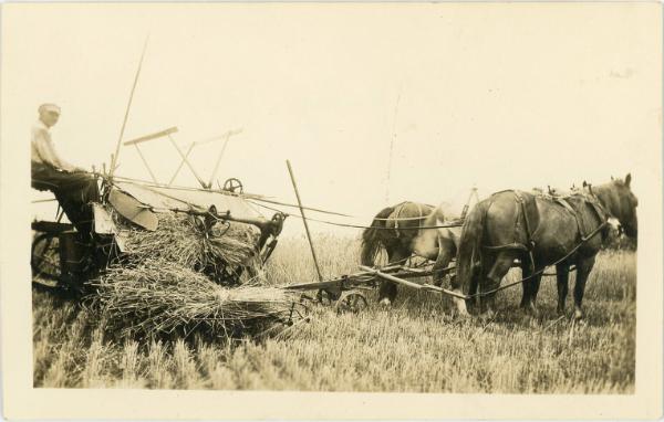 Harvesting Wheat