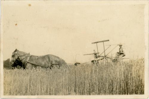 Harvest with Horses