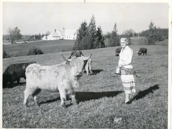 Woman with a Scottish Highland Cow