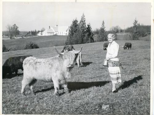 Woman with a Scottish Highland Cow