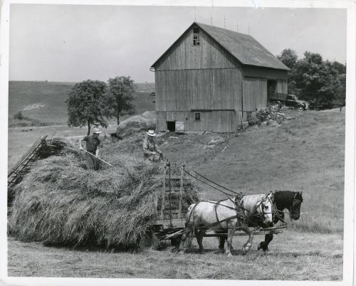 Horse Drawn Hay Wagon