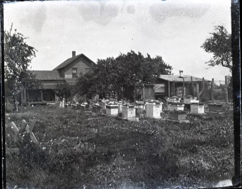 Bee Keeping