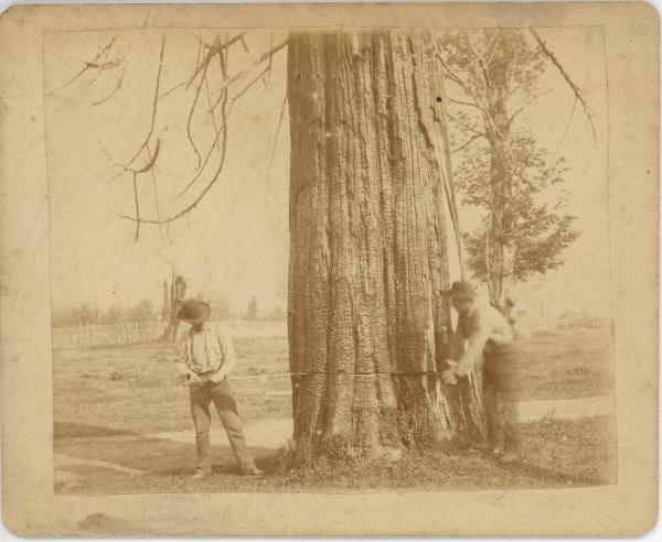 Cutting Down a Tree