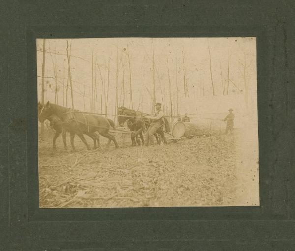 Logging with Horses