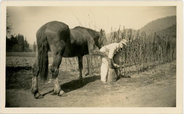 Man Shoeing a Horse