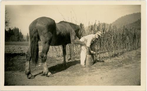 Man Shoeing a Horse