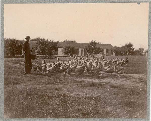 Feeding Chickens