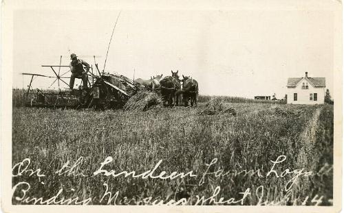 On the Landeen Farm Binding Wheat