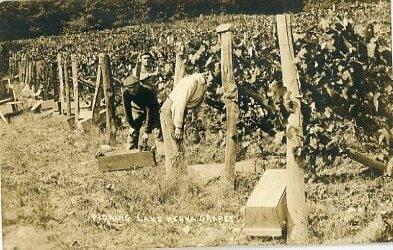 Picking Lake Keuka Grapes