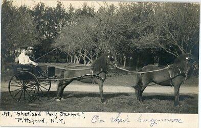 Shetland Pony Farm, Pittsford, NY