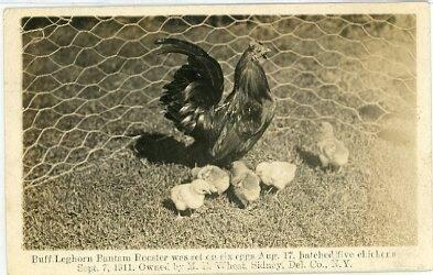 Buff Leghorn Bantam Rooster Hatches Chicks, Sidney, NY 1911