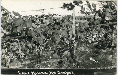 Lake Keuka, NY Grapes