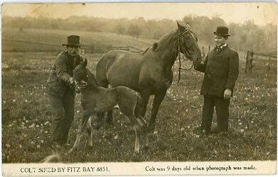 Colt Sired by Fitz Bay