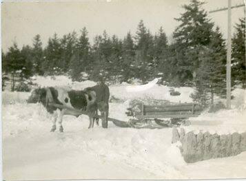 Cow Puller Wood Sled